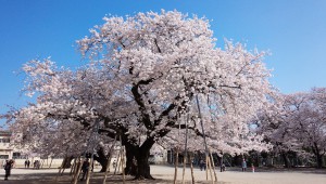 真鍋小学校桜①